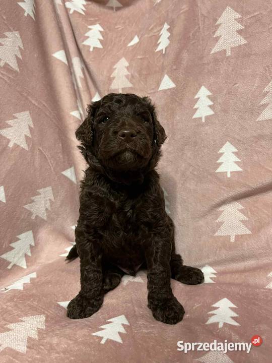 Brązowy Samiec Aussiedoodle Czarnków sprzedam