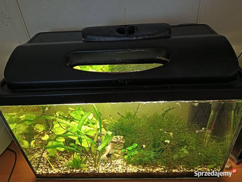 Akwarium 603530 pomorskie Grabowo Kościerskie