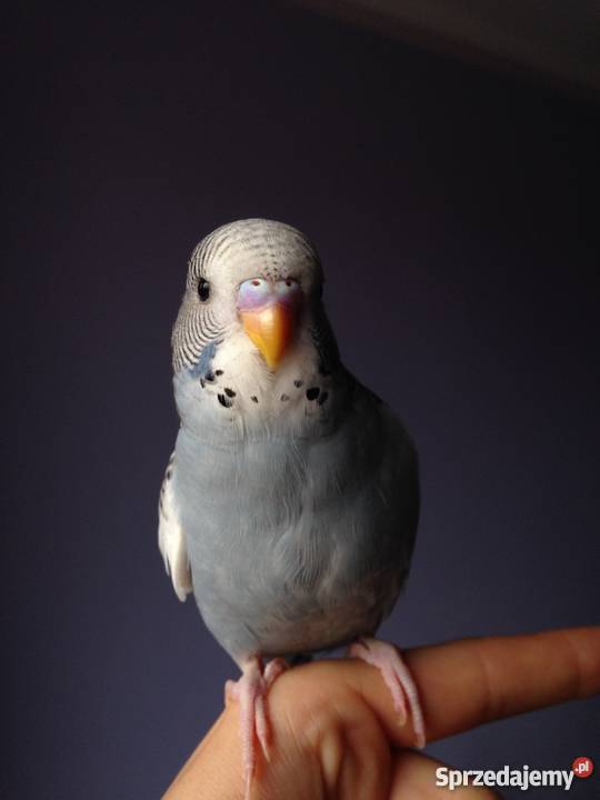 RĘCZNIE KARMIONE PAPUGI FALISTE Góra sprzedam