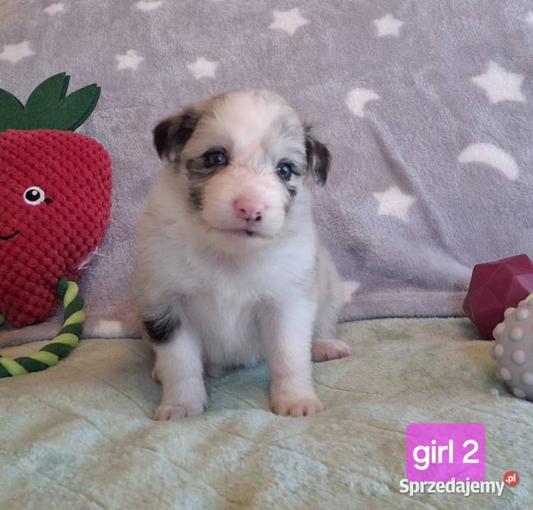 Border collie ŚLICZNE szczeniaczki z metryką śląskie Jaworzno