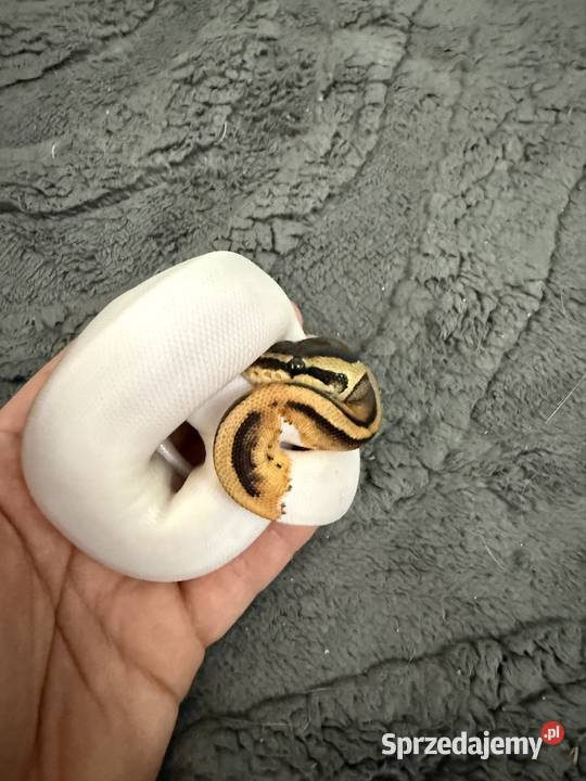 Pythony królewskie Piebald het clown Gady i płazy Bogatynia