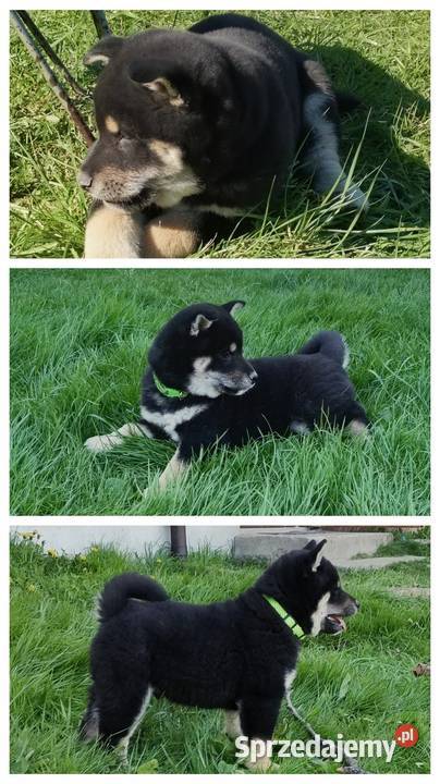 SHIBA INU Nowy miot przyjmujemy zamówienia