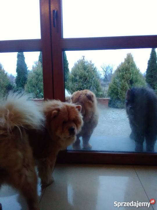 ChowChow szczeniaki sprzedam Konstantynów sprzedam