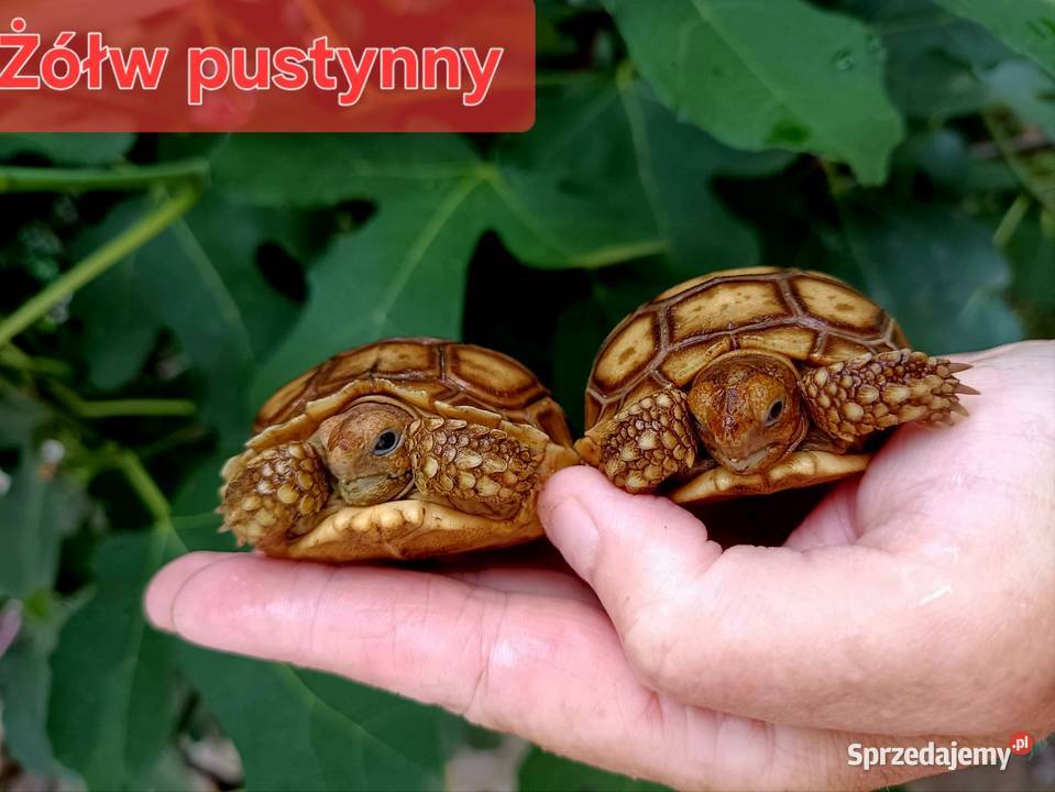 Sprzedam żółwie stepowe żółwie lamparcie żółwie Gady i płazy