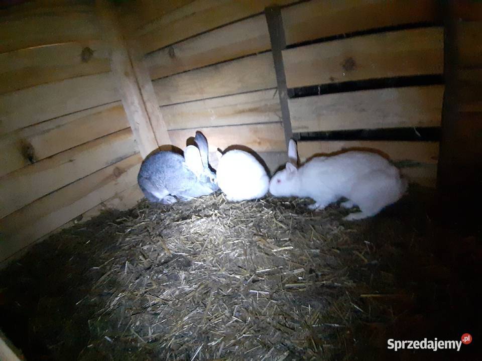 Króliki belgijskie dolnośląskie Bolesławiec