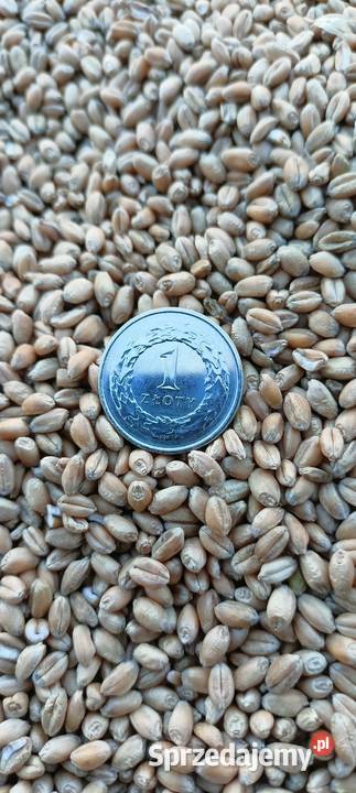 Pszenica ozima Wasielewko sprzedam