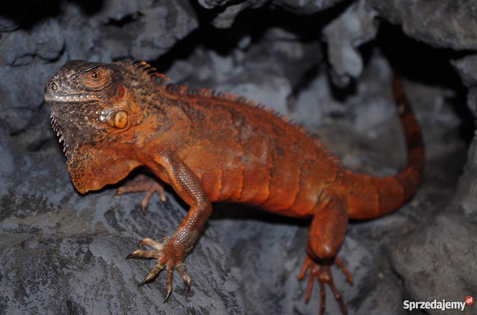 Legwan Zielony RED Warszawa