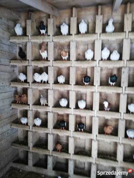 Lot gołębi Żyrardów sprzedam