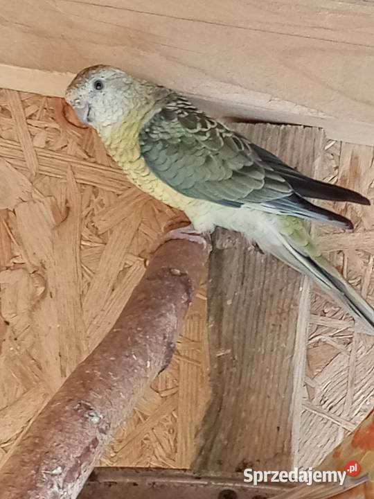 Sprzedam papugi Świergoty i Modrolotki kozy sprzedam