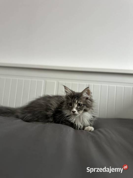 Kotki Maine coon Maine Coon Siewierz