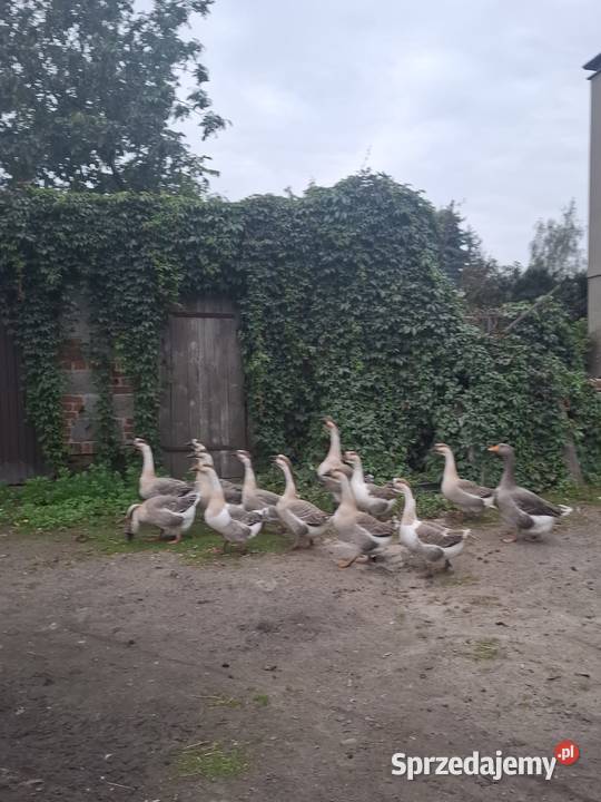 Sprzedam Gęsi Garbonose Polskie Olędry