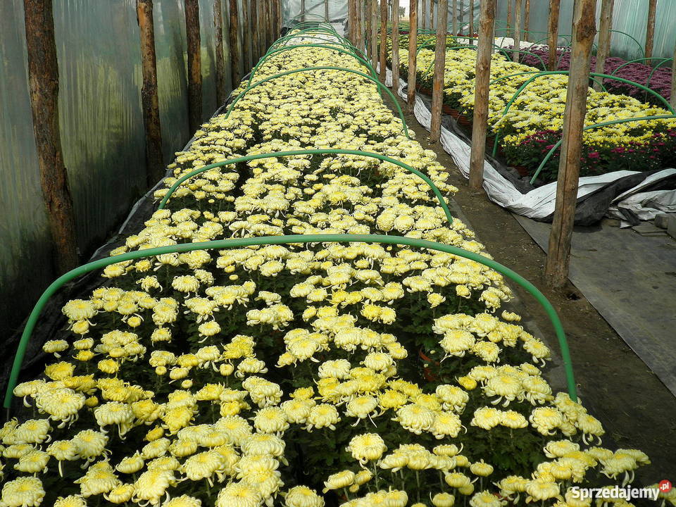 Sprzedam CHRYZANTEMY świętokrzyskie Gierlachów