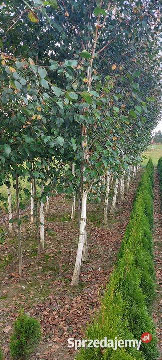 brzoza pożyteczna Doorenbos obwód 1218 Skała