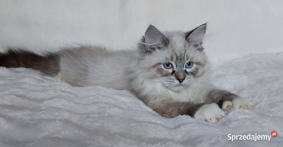 Koty Syberyjskie Neva Masquerade LORD Kwilcz