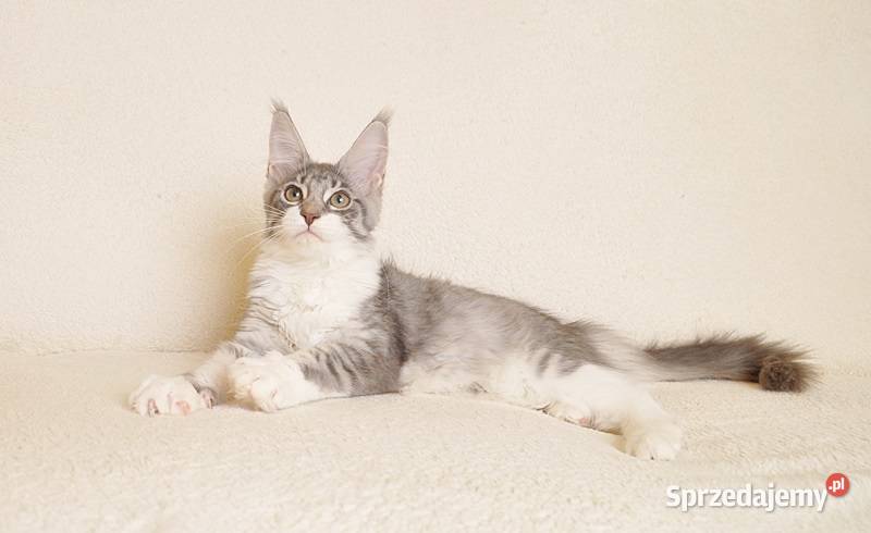 Przepiękna koteczka Maine Coon GOTOWA DO ODBIORU Białystok