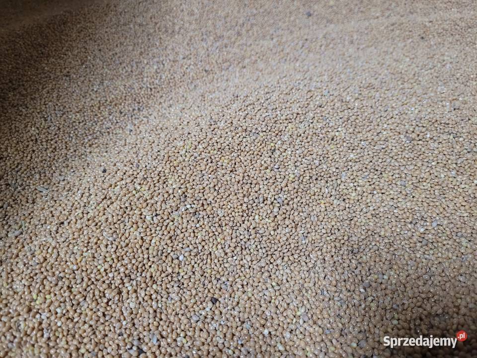 Proso Gierczyckie Potok Wielki