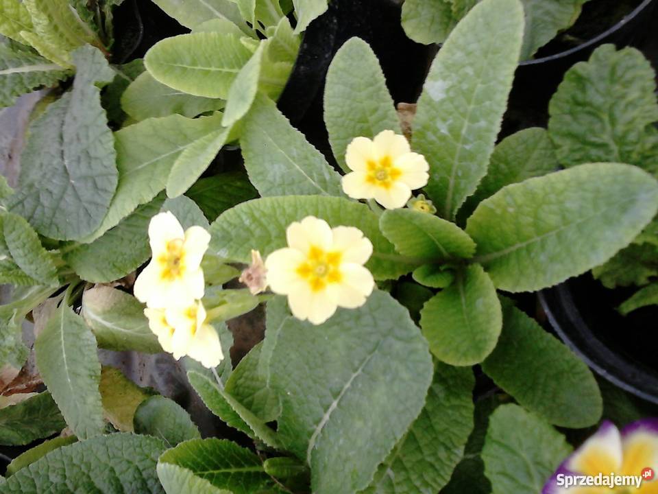 Kwiaty doniczkowe i ogrodowe Rośliny