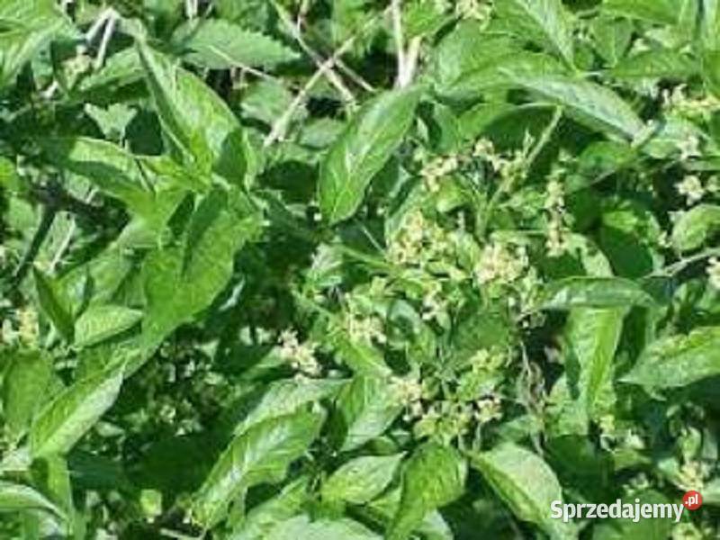 Trzmielina Pospolita Euonymus Europaeus 120 160 Pozostałe