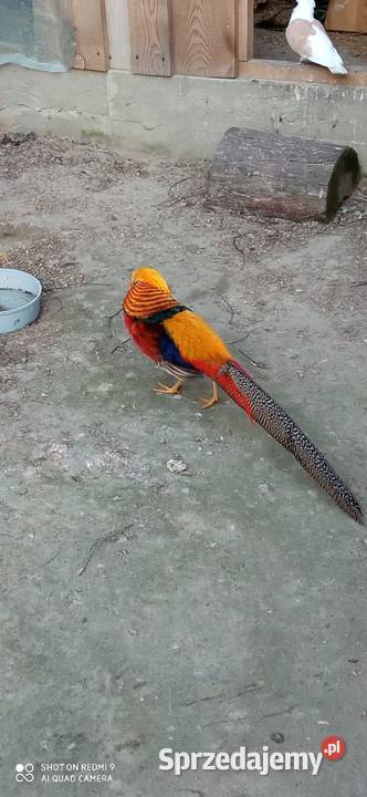 Do sprzedania bażant złocisty