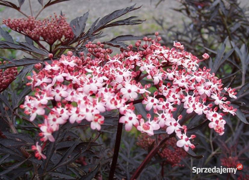 BEZ CZARNY Black Lace sadzonki w doniczkach Ustronie