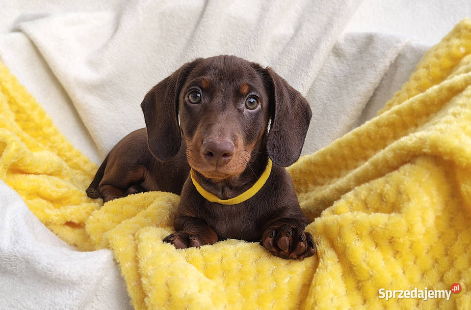 SAMIEC Jamnik krótkowłosy Czekoladowy podpalany Kraków sprzedam
