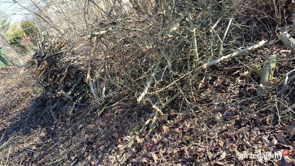 Oddam gałęzie Chylice-Kolonia