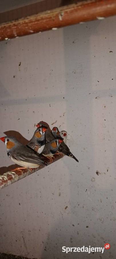 Sprzedam papugi Pierzchnica