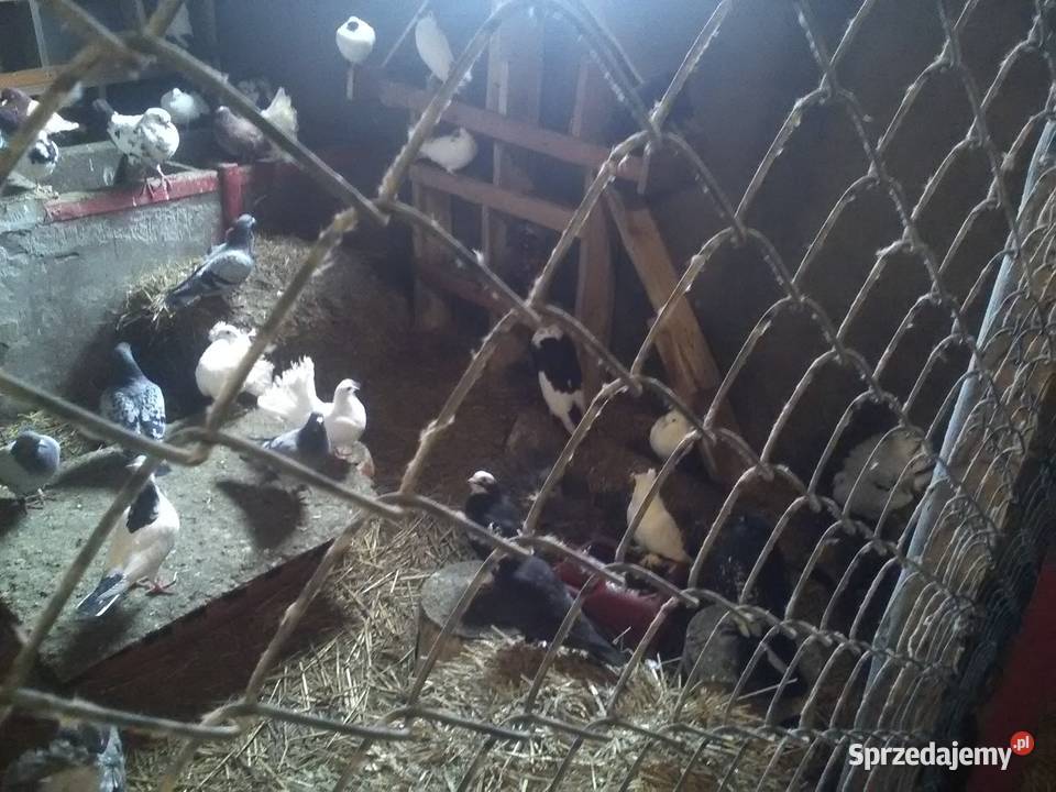 Gołębie 25 magane i inne świętokrzyskie