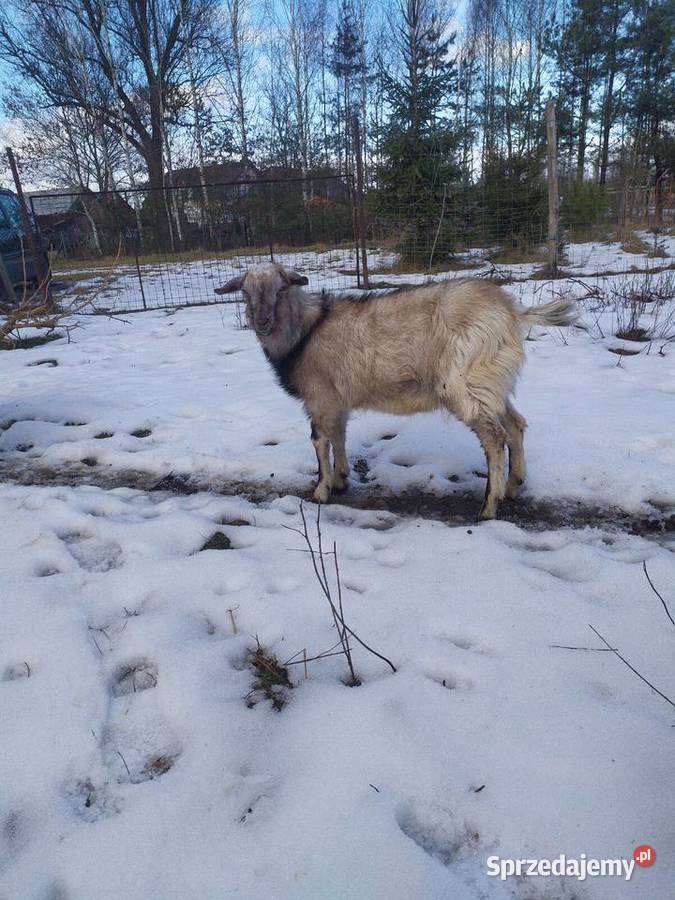 Kozioł roczny spokojny Zaleszany