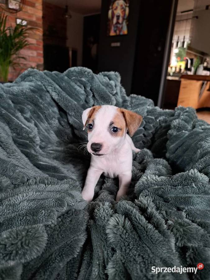 Jack Russell Terrier Jack Russell Terrier pomorskie Kościerzyna