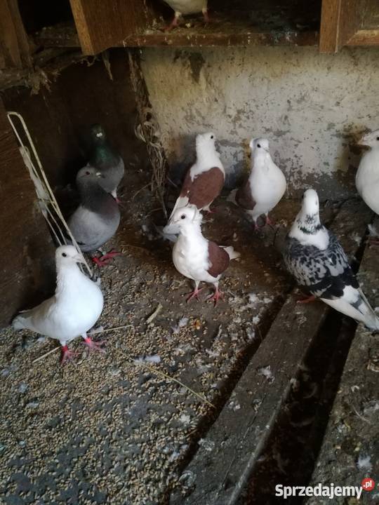 Sprzedam golebie mewki Kalisz