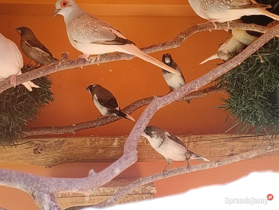 Mewki japońskie śląskie Blachownia