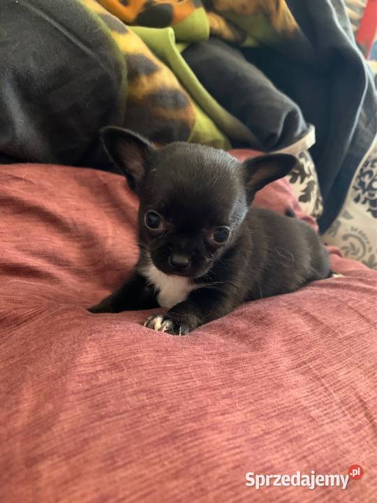Czarny piesek chihuahua z rodowodem Chihuahua Stare Polesie
