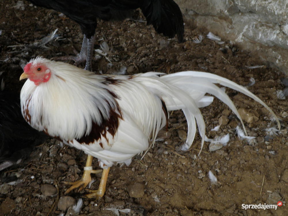 kury ozdobne Łapalice sprzedam