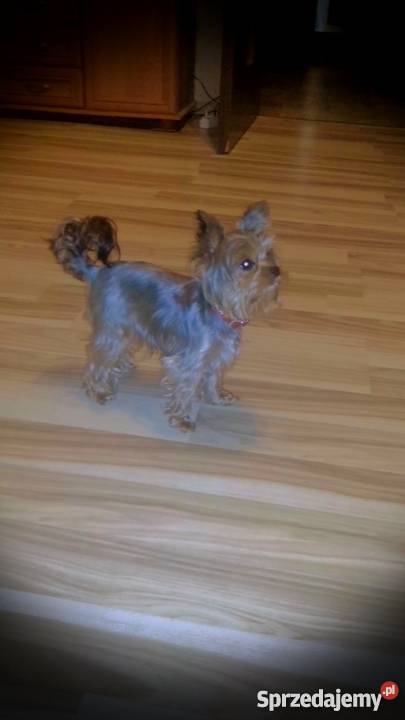 York Miniaturka łódzkie Łódź