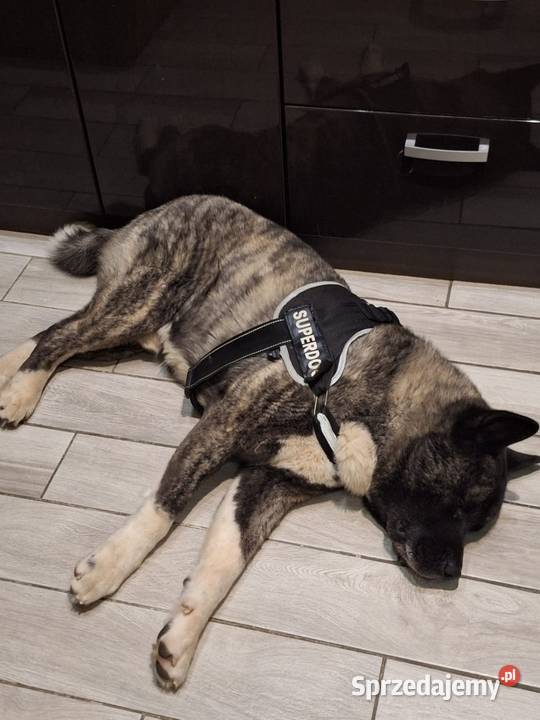 Akita Amerykańska Samiec reproduktor 5lat śląskie