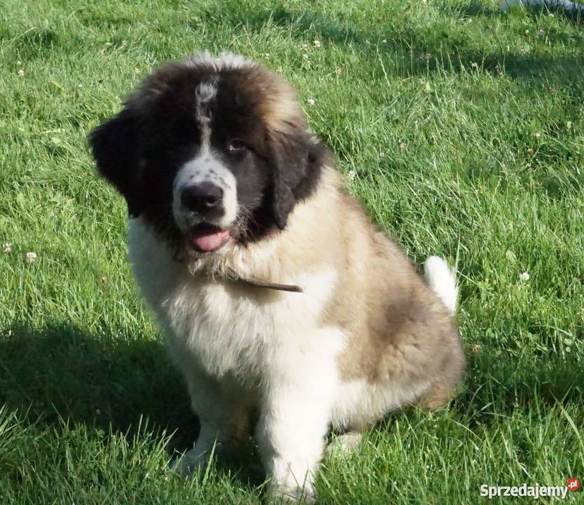 Moskiewski Pies Stróżujący NIE Bernardyn Białystok