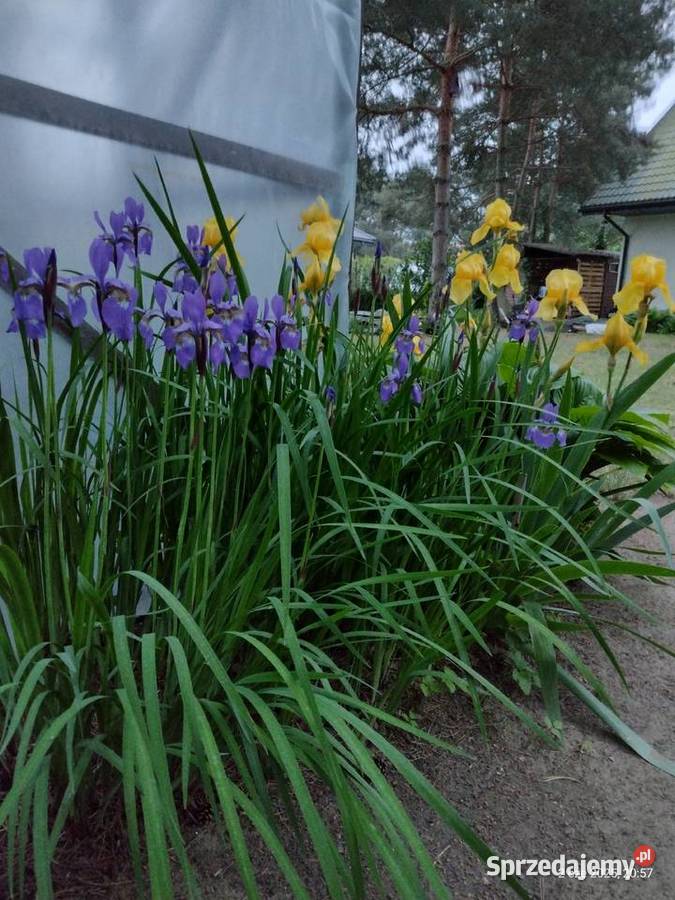 Rośliny z ogrodu mazowieckie Komornica sprzedam