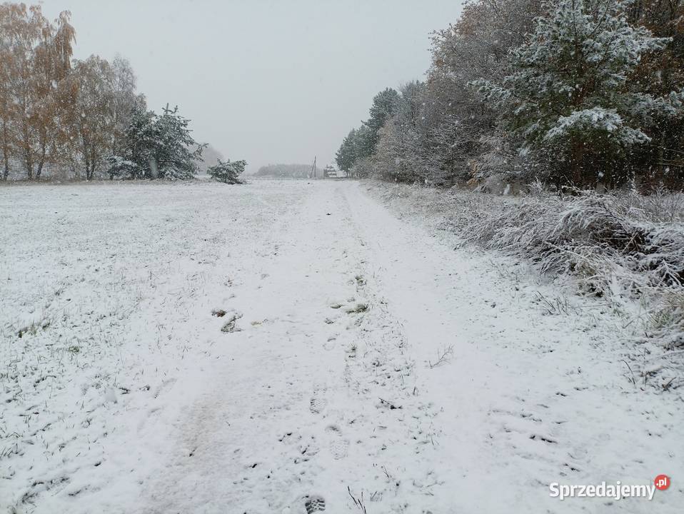 Syndyk Sprzeda Nieruchomości W Korzeniewie K/Kalisza Korzeniew ...