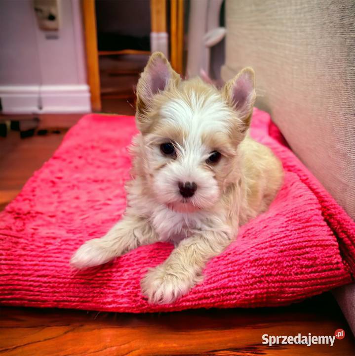 Golddust Yorkshire Terrier małopolskie