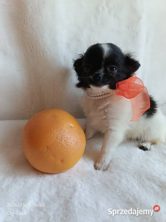 Chihuahua chłopiec długowłosy smczyk piesek Inowrocław