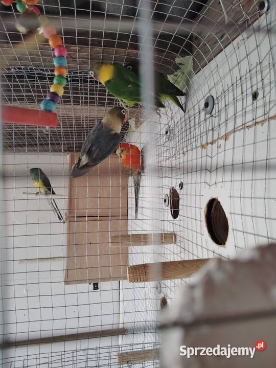 Nierozłączki Kruszwica