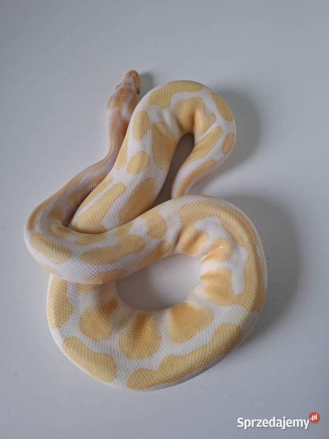 Pyton królewski Łódź