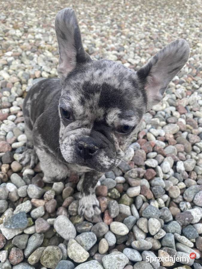 Piękny buldog francuski Merle Wyszogród