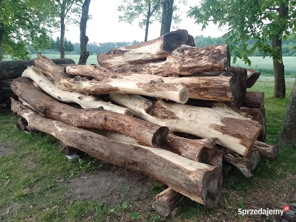 Sprzedam kłody orzecha włoskiego okorowane Uchanie