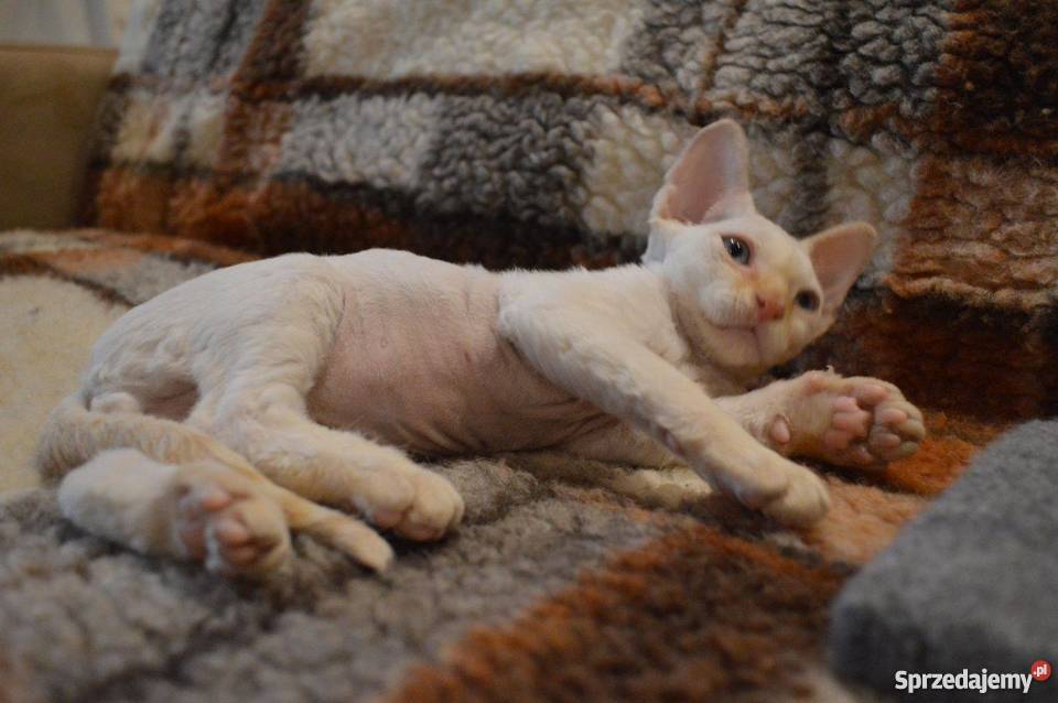 Devon Rex śliczne kocięta championie Zwierzęta Warszawa