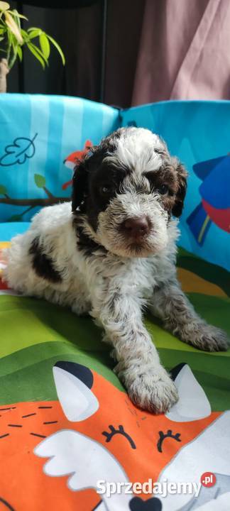 Lagotto Romagnolo Będzin