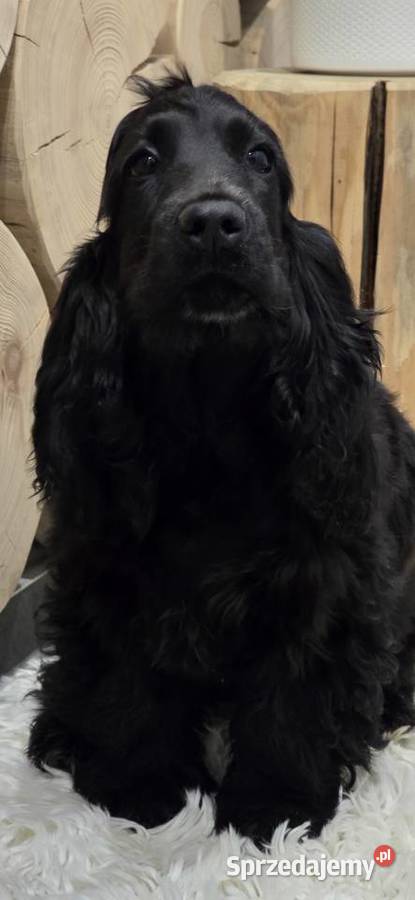 Cocker Spaniel Angielski