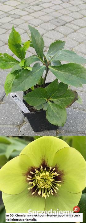 Ciemiernik zółty Rabatowe Opole