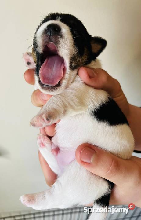 Jack Russell Terrier szczenięta z metrykami ZKwP małopolskie